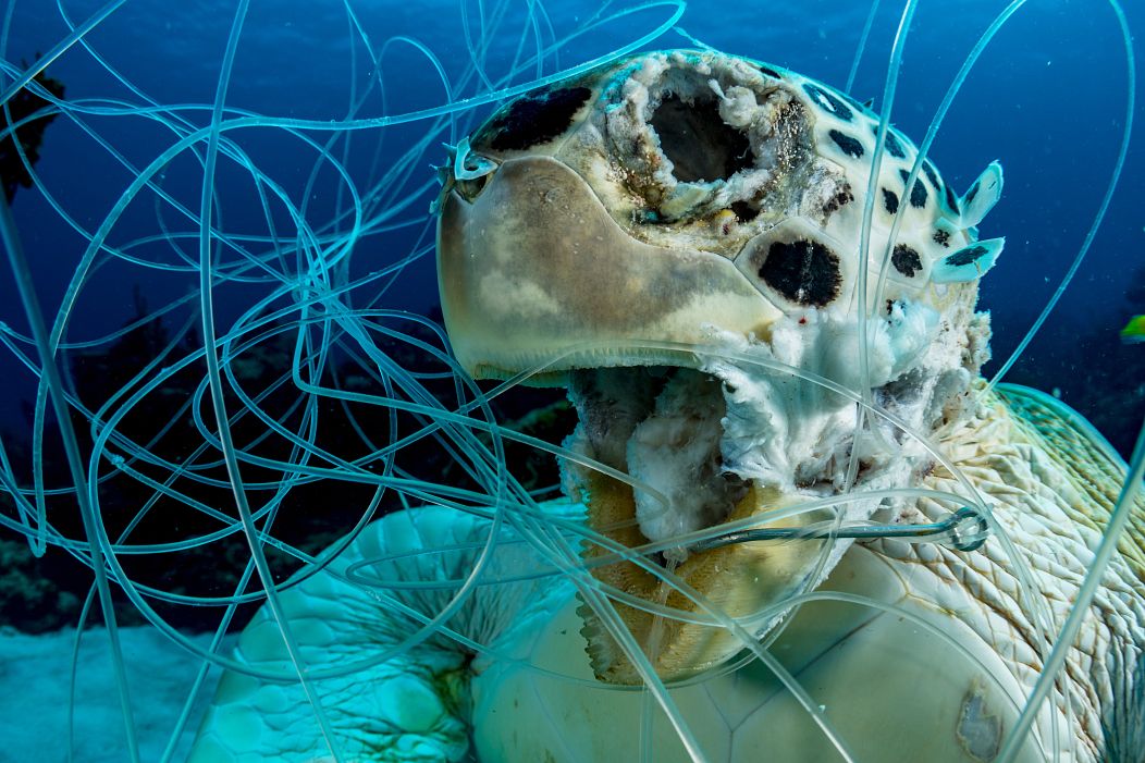 Heartbreaking photo competition winners show how endangered species are  killed by plastic | Euronews
