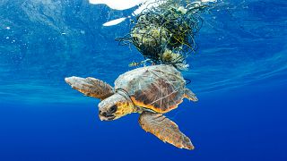 Sea Turtle Trapped