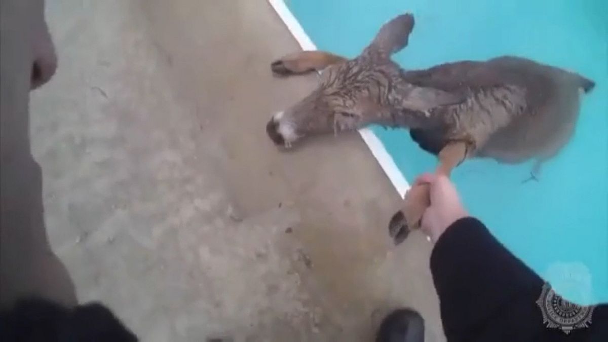 Deer rescued from freezing swimming pool
