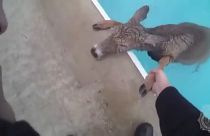 Deer rescued from freezing swimming pool