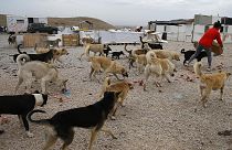 Ankara'da 16 köpeği zehirleyen 3 kişiye 10'ar yıl hapis cezası