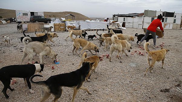 Ankara'da 16 köpeği zehirleyen 3 kişiye 10'ar yıl hapis cezası Ankara'da 16 köpeği zehirleyen 3 kişiye 10'ar yıl hapis cezası
