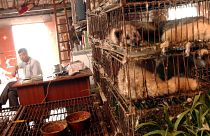 Bilim insanlarından 'vahşi hayvanlar virüs deposu' uyarısı