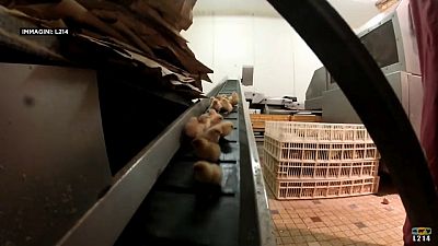 Франция запретит жестокие методы в животноводстве