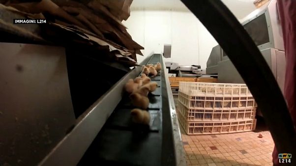 Франция запретит жестокие методы в животноводстве Франция запретит жестокие методы в животноводстве