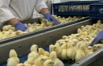 Fransa 2021 itibarı ile erkek civciv kıyımını yasaklamaya hazırlanıyor