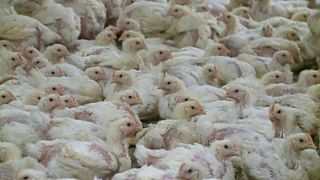 Γαλλία: Πολτοποίηση πουλερικών