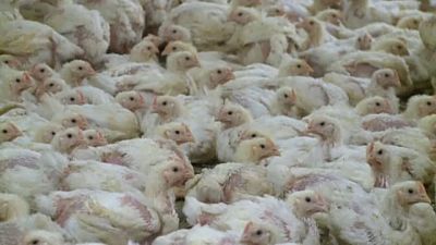 Γαλλία: Πολτοποίηση πουλερικών