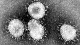Coronavirus vu au microscope électronique