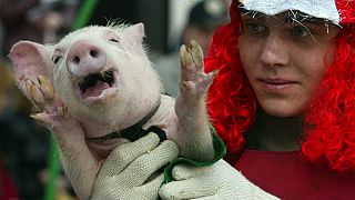 اَخته کردن توله خوک‌ و معدوم کردن جوجه خروس‌ در فرانسه ممنوع می‌شود