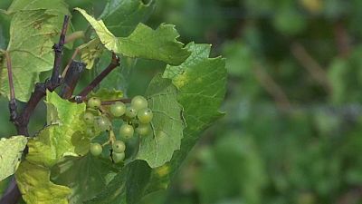 Klimawandel bedroht Weinbau