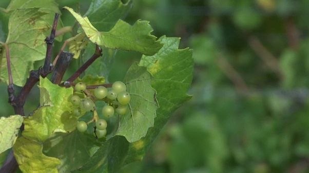 Aquecimento global ameaça vinhas Aquecimento global ameaça vinhas