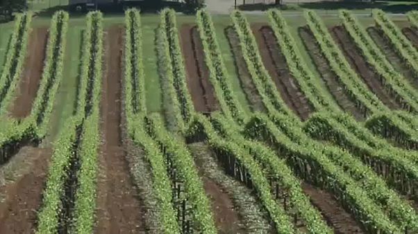 A klímaváltozás átrendezheti a világ bortérképét A klímaváltozás átrendezheti a világ bortérképét