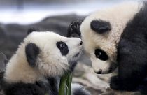 Панды-близнецы вышли в свет