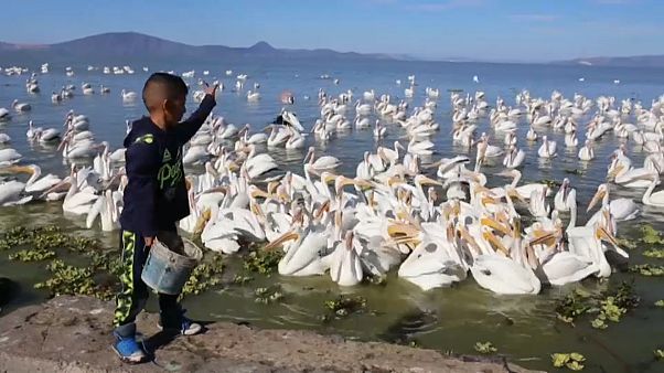 Un niño alimenta a los pelícanos en Petatán (México) Un niño alimenta a los pelícanos en Petatán (México)