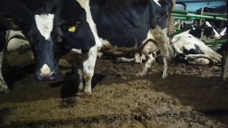 Tierquälerei: Schwedens Milchtrinkern vergeht der Appetit