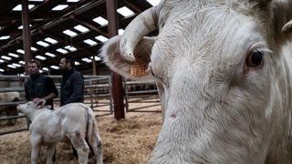 Botrányos állapotok egy svéd farmon