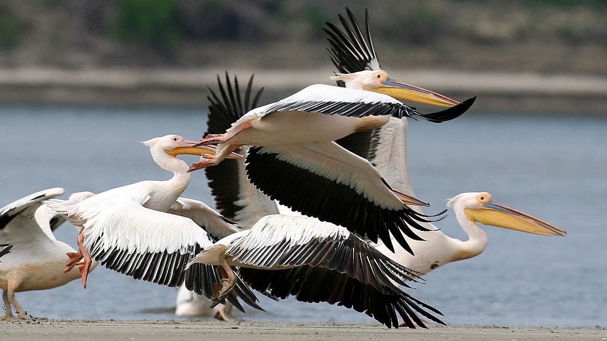 Белые пеликаны мигрируют в поисках тепла и рыбы 