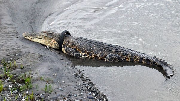 Boynunda en az 4 yıldır motor lastiğiyle gezen timsahı kurtarana para ödülü Boynunda en az 4 yıldır motor lastiğiyle gezen timsahı kurtarana para ödülü