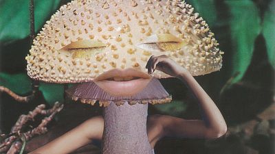 What can magic mushrooms teach us about preserving nature? What can magic mushrooms teach us about preserving nature?