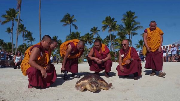 Mönche lassen Schildkröte frei Mönche lassen Schildkröte frei