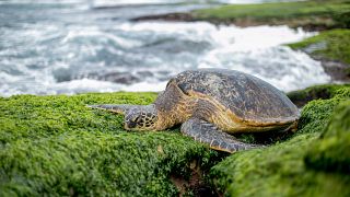 Blessed by Tibetan monks, this turtle had a very festive return to sea