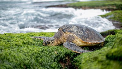 Blessed by Tibetan monks, this turtle had a very festive return to sea Blessed by Tibetan monks, this turtle had a very festive return to sea