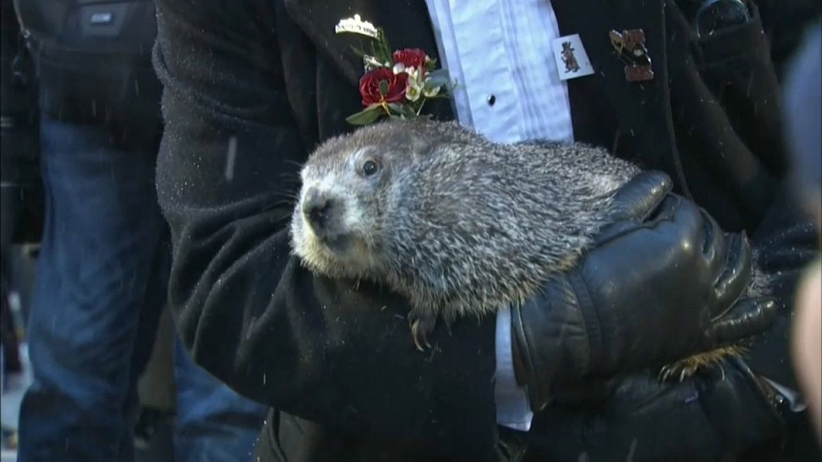 Happy Groundhog Day 2020! Murmeltier sagt das Wetter voraus