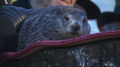 La marmota Phil predice que la primavera llegará pronto a EEUU
