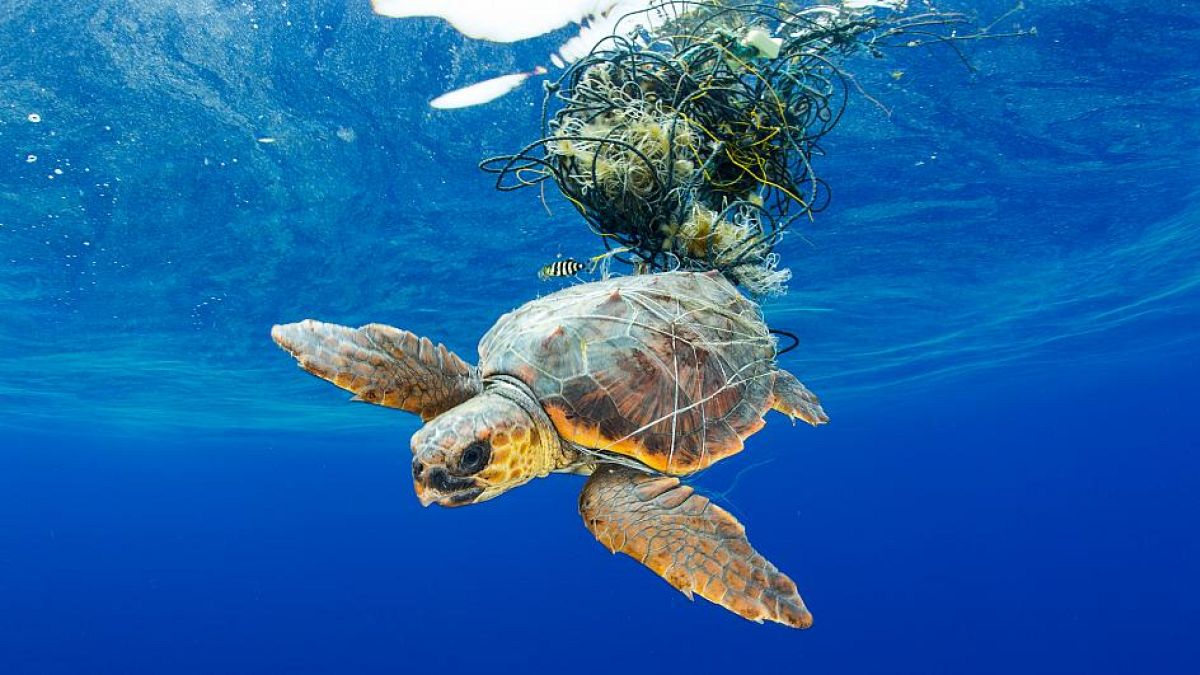 Denizaltı fotoğraf yarışması okyanuslardaki plastik kirliliğini gözler önüne serdi