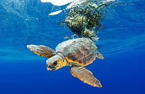 Denizaltı fotoğraf yarışması okyanuslardaki plastik kirliliğini gözler önüne serdi