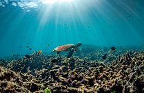 A acidificação dos oceanos está a levar os ecossistemas a territórios desconhecidos?