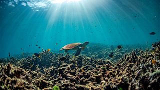 A acidificação dos oceanos está a levar os ecossistemas a territórios desconhecidos?