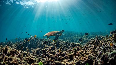 Is ocean acidification driving ecosystems to unknown territories? Is ocean acidification driving ecosystems to unknown territories?