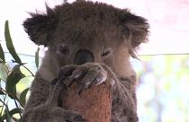 بیمارستان کوالاها؛ تلاش برای پرورش و نجات حیوانات از آتش سوزی‌ها