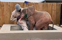 Albínó elefántborjút mentettek orvvardászok csapdájából