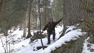 Rumänische Riesentanne will Baum des Jahres werden