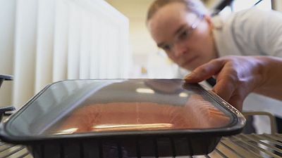Smells fishy: researchers develop 'sniff chips' to combat food waste