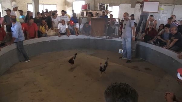 Peleas de gallos en Venezuela, donde manda el dólar y no existe la política Peleas de gallos en Venezuela, donde manda el dólar y no existe la política
