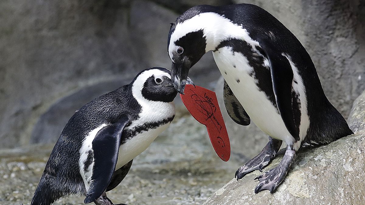 FILE PHOTO An African penguin carries a heart shaped valentine handed out by aquarium biologist Piper Dwight to its nest at the California Academy of Sciences in San Francisco