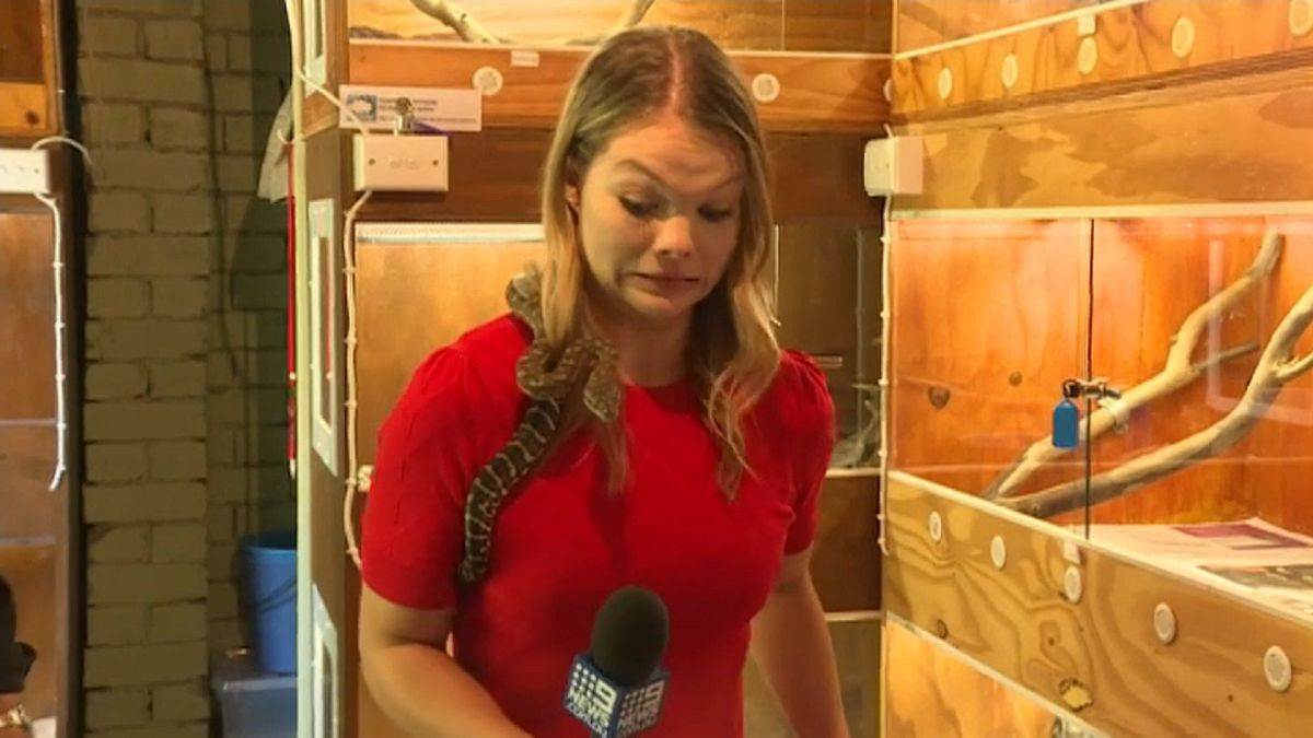 المراسلة الأسترالية سارة كاوت أثناء إعدادها تقريراً عن الأفاعي