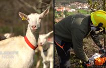 قطع درختان حاشیهٔ جاده، و نیز چراندن بز در مراتع دو شیوهٔ موثر برای جلوگیری از پیشرفت حریق به شمار می‌رود