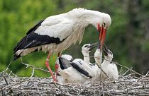 A gólyákat is érinti a klímaváltozás