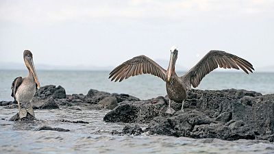 WATCH | Shrinking pelican breeding grounds restored after BP oil spill
