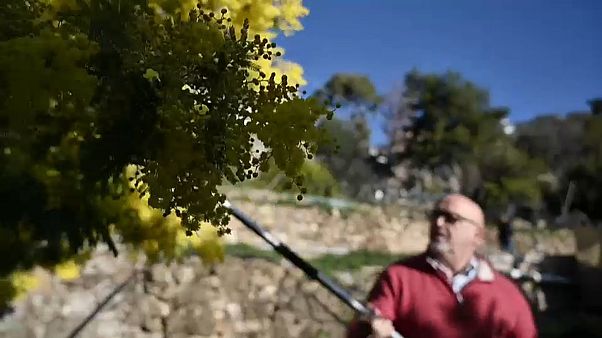 Clima: la mimosa ora sboccia a febbraio Clima: la mimosa ora sboccia a febbraio