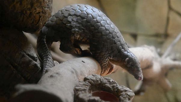 Pangolin Pangolin