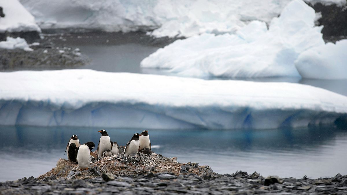 Gentoo penguins stand on rocks near the Chilean station Bernardo O'Higgins, Antarctica, on Jan. 22, 2015.
