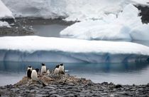 In this Jan. 22, 2015 file photo, Gentoo penguins stand on rocks near the Chilean station Bernardo O'Higgins, Antarctica.