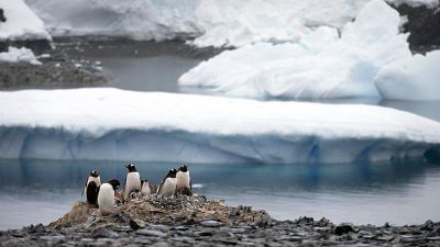 Antarctic ozone holes are not just a matter of UV radiations for penguins and algae, but its impacts are not yet fully understood. Antarctic ozone holes are not just a matter of UV radiations for penguins and algae, but its impacts are not yet fully understood.