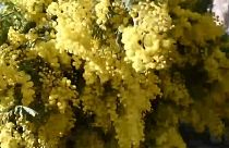 Klimawandel: Mimosen blühen viel zu früh